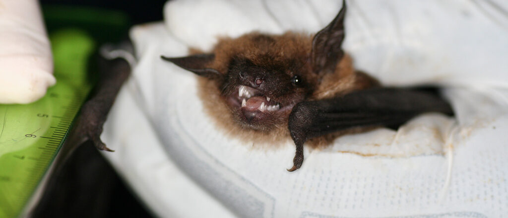 Measuring Big Brown Bat