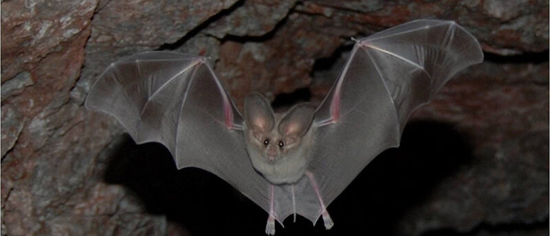 Bat in the House: Emergency Safety Guide