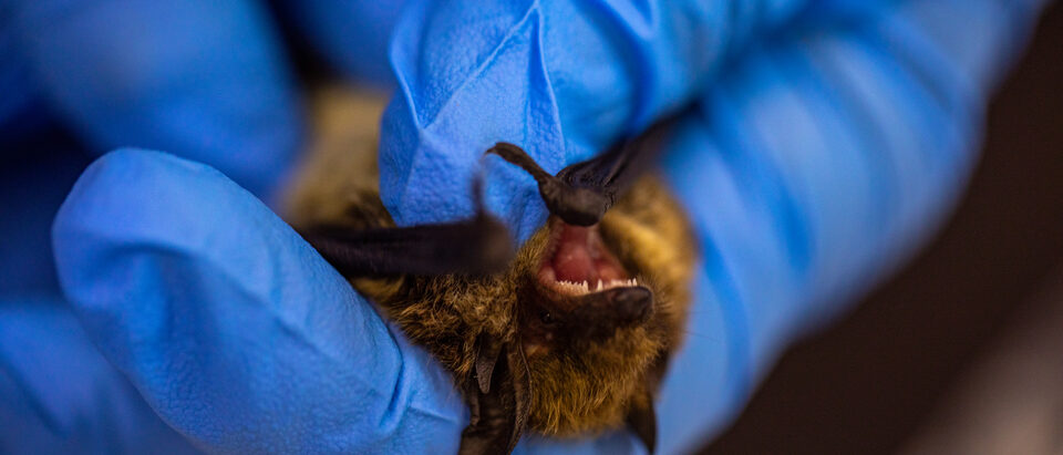 Bat in the Attic: Signs, Removal, and Exclusion Guide
