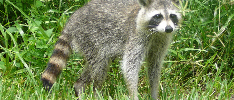 DIY vs Professional Wildlife Removal: When to Call a Pro