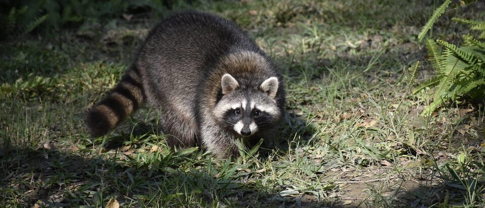 Does Homeowners Insurance Cover Wildlife Damage?