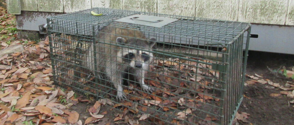 Emergency Wildlife in Your Home: Immediate Steps to Take