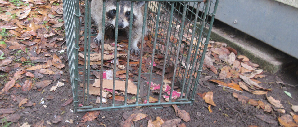How Much Does Wildlife Removal Cost? (2026 Pricing Guide)